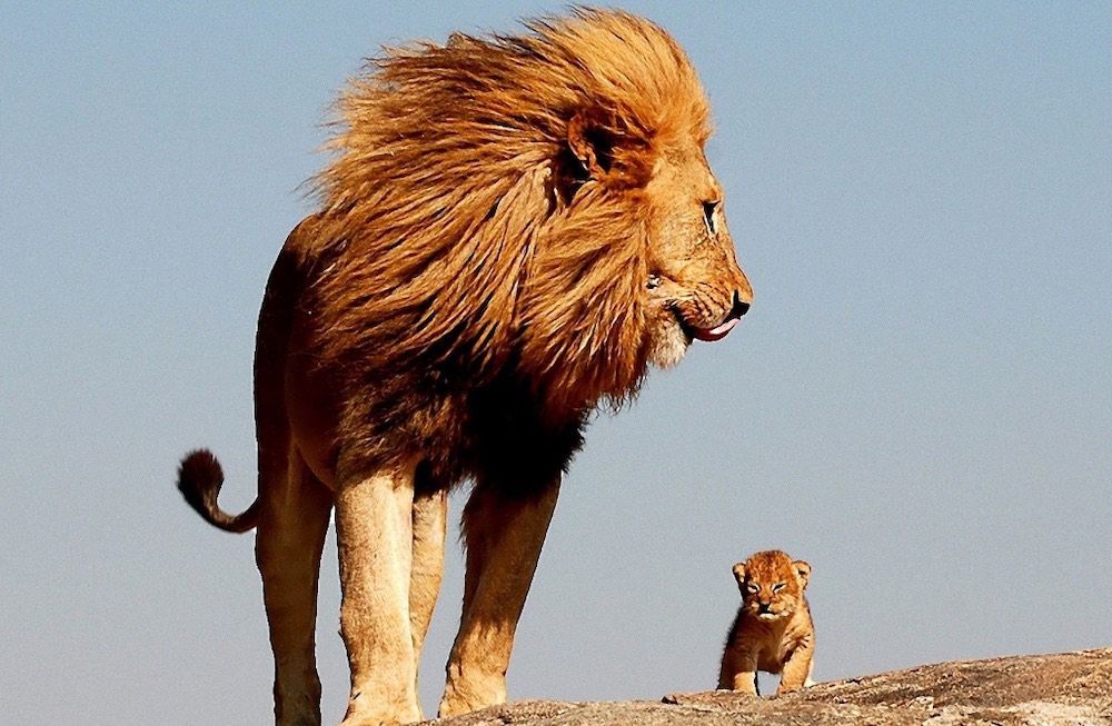 Lion et lionceau sur un rocher