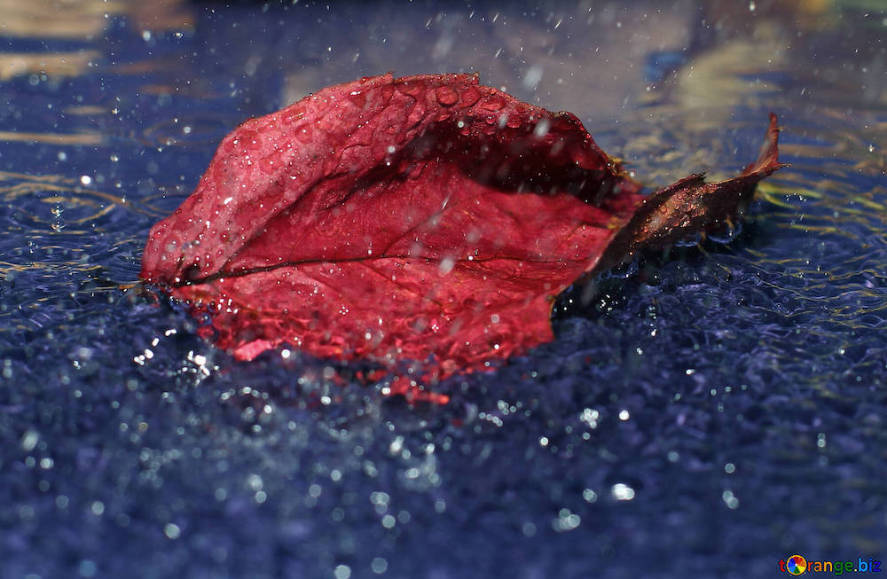 Feuille d'automne rouge sous la pluie