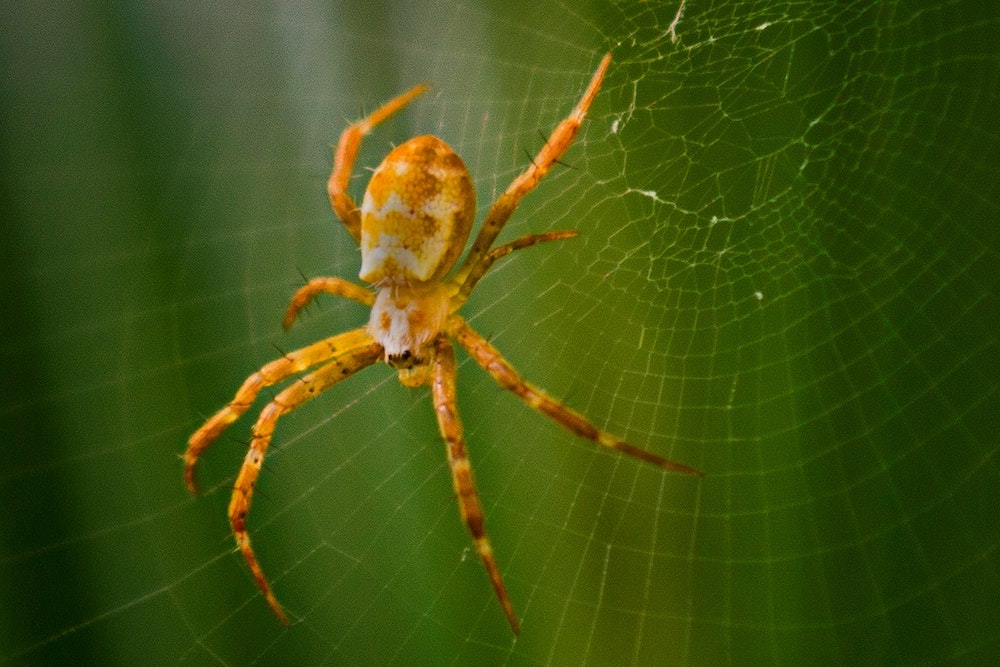 Une magnifique araignée orange (Epeire) attend au milieu de sa toile