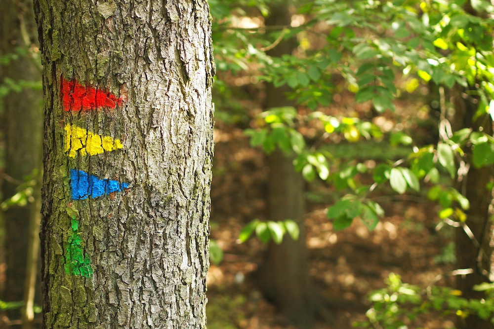 Des itinéraires signalés par des triangles de couleur sur un tronc d'arbre