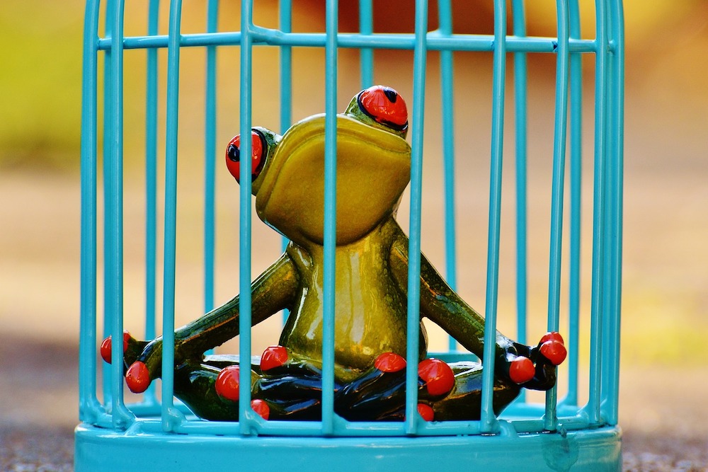 Figurine de grenouille enfermée dans une cage