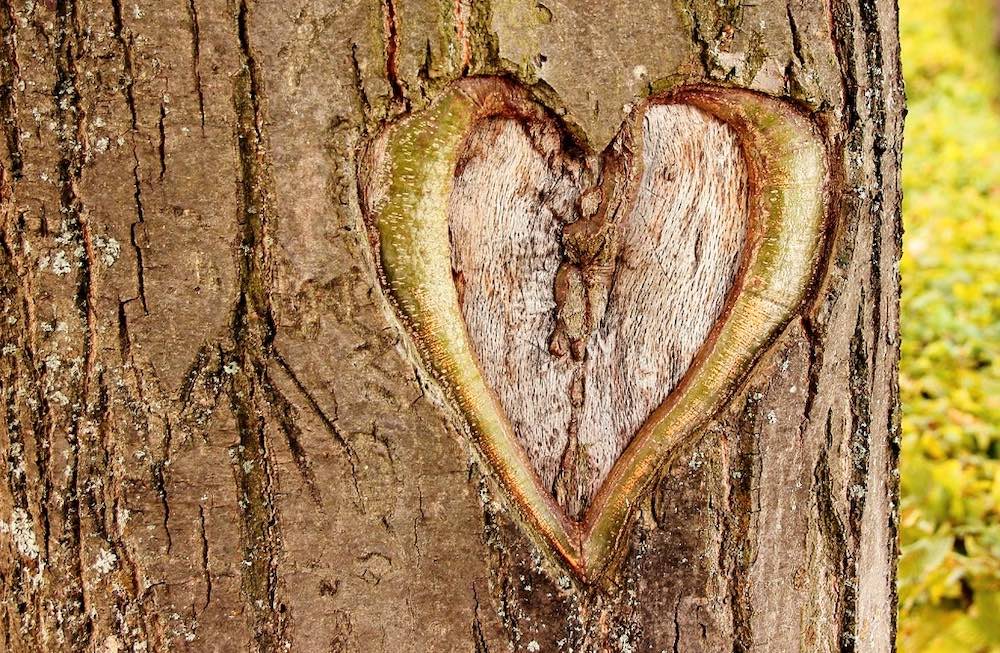 Coeur formé par l'écorce d'un arbre