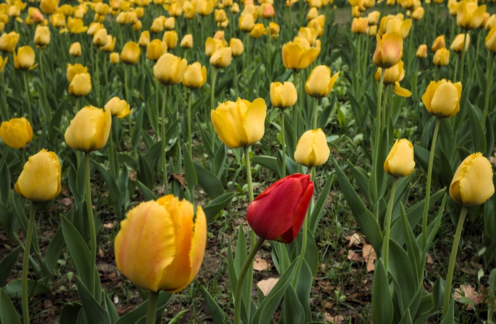 Une tulipe rouge parmi les jaunes
